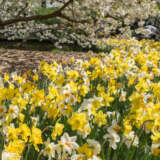Daffodil Mixed Pkdafmxd 2026 - Garden Express Australia
