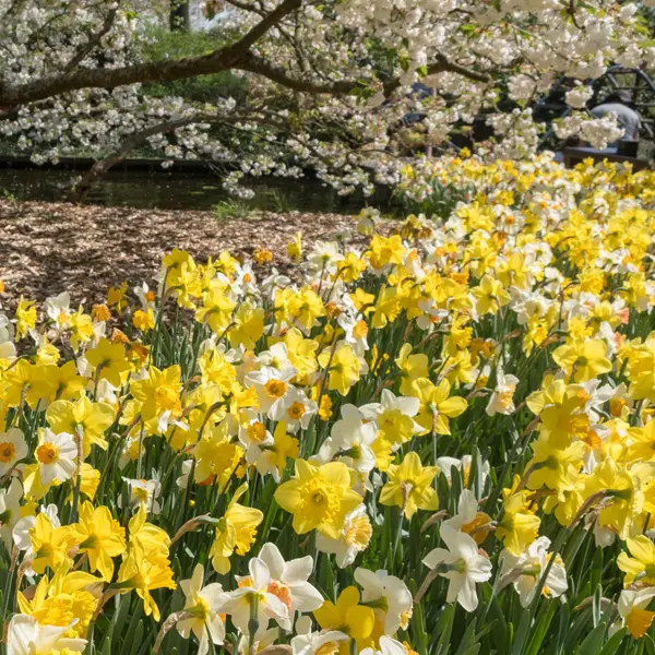 Daffodil Mixed – Pre-Order