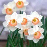 Daffodil Pink Charm Buldafpch 2025 - Garden Express Australia