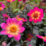 Dahlia Happy Days Halo P75dahhdh - Garden Express Australia