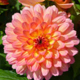 Dahlia Lubega Power Tropical Punch P75dahlpp - Garden Express Australia