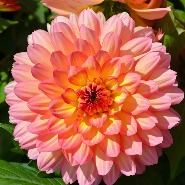 Dahlia Lubega Power Tropical Punch