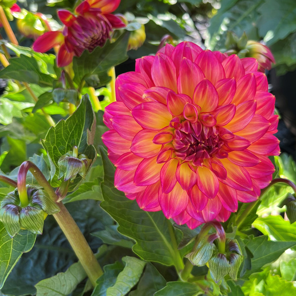 Dahlia Lubega Power Tropical Punch Dahlia Lubega Power Tropical Punch