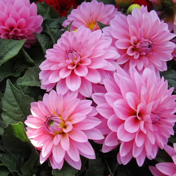 Dahlia Lubega Xl Pink Dahlia Lubega Xl Pink