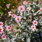 Dahlia Mystic Dreamer P75dahmdr - Garden Express Australia