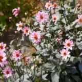 Dahlia Mystic Dreamer P75dahmdr - Garden Express Australia