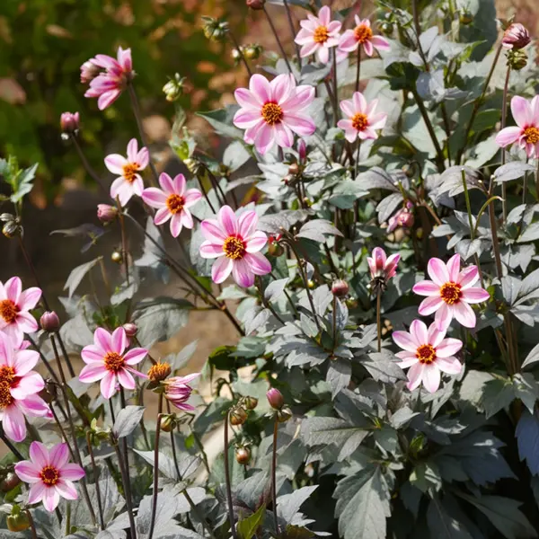 Dahlia Mystic Dreamer Dahlia Mystic Dreamer