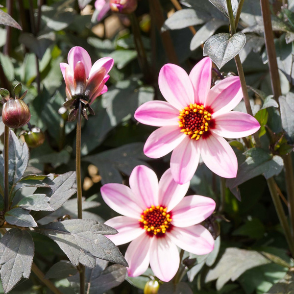 Dahlia Mystic Dreamer Dahlia Mystic Dreamer