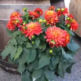 Dahlia Xxl Tabasco Dahlia Xxl Tabasco