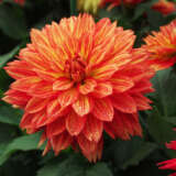 Dahlia Xxl Tabasco P75dahtab - Garden Express Australia