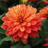Dahlia Xxl Tabasco P75dahtab - Garden Express Australia