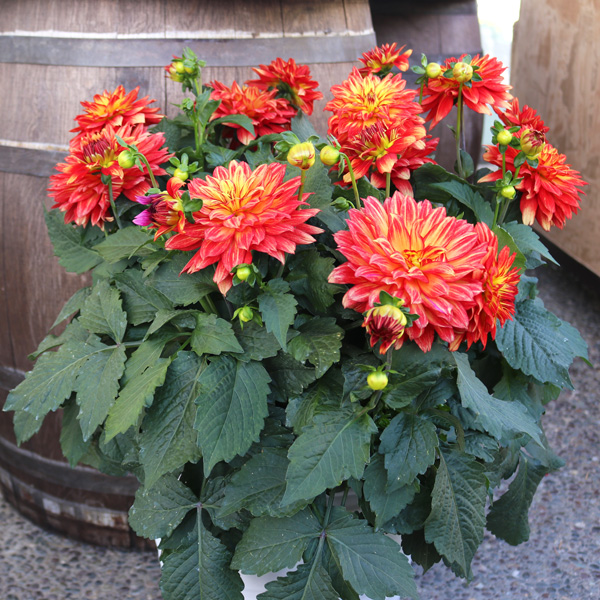 Dahlia Xxl Tabasco Dahlia Xxl Tabasco