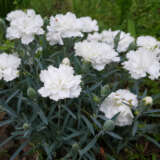 Dianthus Mrs Sinkins White P68diamsw - Garden Express Australia