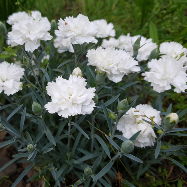 Dianthus Mrs Sinkins White