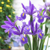 Dutch Iris Discovery Pkdirdis 2017 - Garden Express Australia