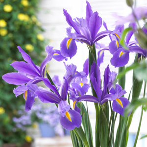 Dutch Iris Discovery – Pre-order