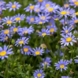 Felicia Pinwheel Blue P14felpbl - Garden Express Australia