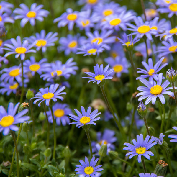 Felicia Pinwheel Blue