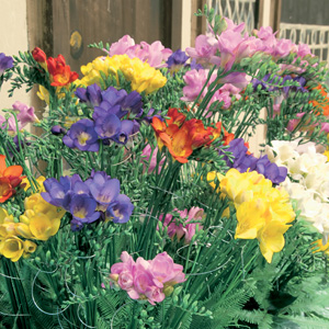 Freesia Giant Mixed – Pre-order