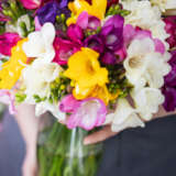 Freesia Giant Mixed 2 Pkfregmx 2026 - Garden Express Australia