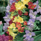 Freesia Giant Mixed Pkfregmx 2025 - Garden Express Australia