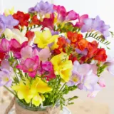 Freesia Hadeco Mixed Pkfrehmx 2025 - Garden Express Australia