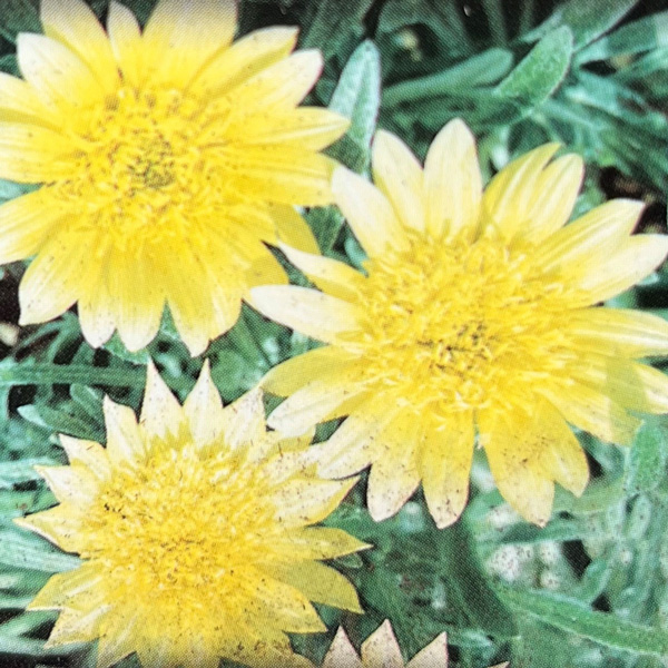 Gazania Lemon Floss Gazania Lemon Floss