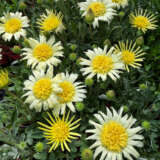 Gazania Lemon Floss 2 - Garden Express Australia
