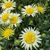 Gazania Lemon Floss Gazania Lemon Floss