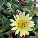 Gazania Lemon Floss P68gazlfl - Garden Express Australia