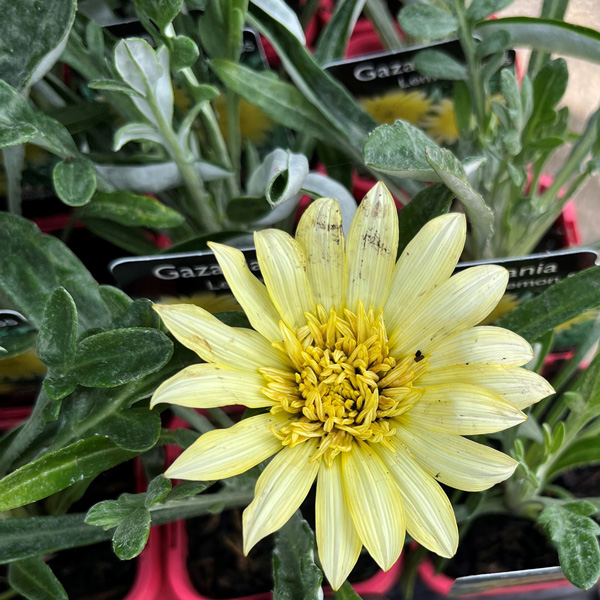 Gazania Lemon Floss Gazania Lemon Floss