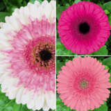 Gerbera Ruffled Pink Collection Colgerrpc - Garden Express Australia