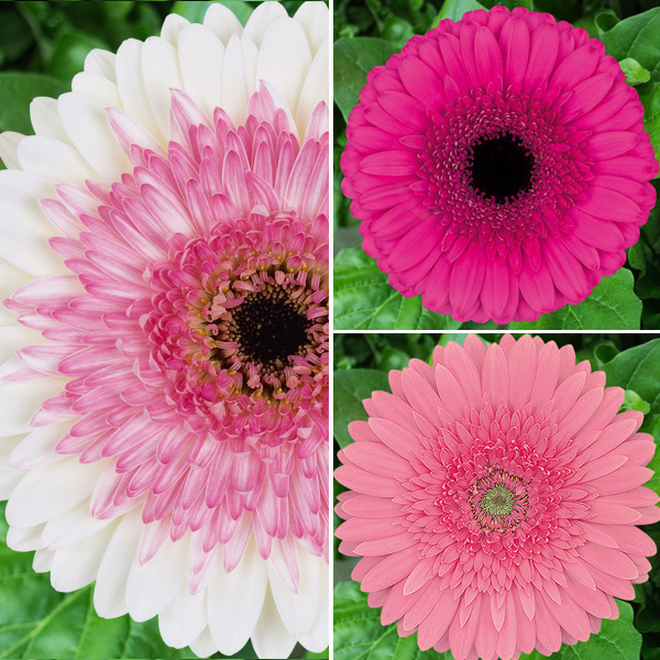 Gerbera Ruffled Pink Collection