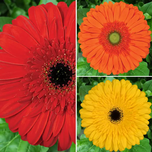 Gerbera Wildfire Collection 2