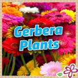 Gerbera Plants