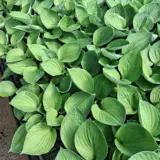 Hosta Green Whirlwind Hosta Green Whirlwind