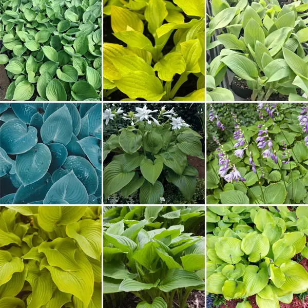 Hosta Lucky Dip Greens Collection