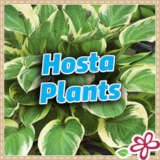 Hosta Plants