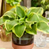 Hosta Queen Josephine P75hosquj - Garden Express Australia