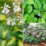 Hosta Trio 2 Colhostr2 - Garden Express Australia