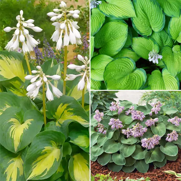 Hosta Trio 2 Hosta Trio 2