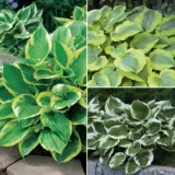 Hosta Trio Colhostri - Garden Express Australia