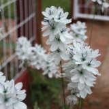 Ixia Green Eyed Lady Ixia Green Eyed Lady