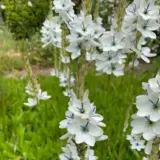 Ixia Green Eyed Lady Ixia Green Eyed Lady