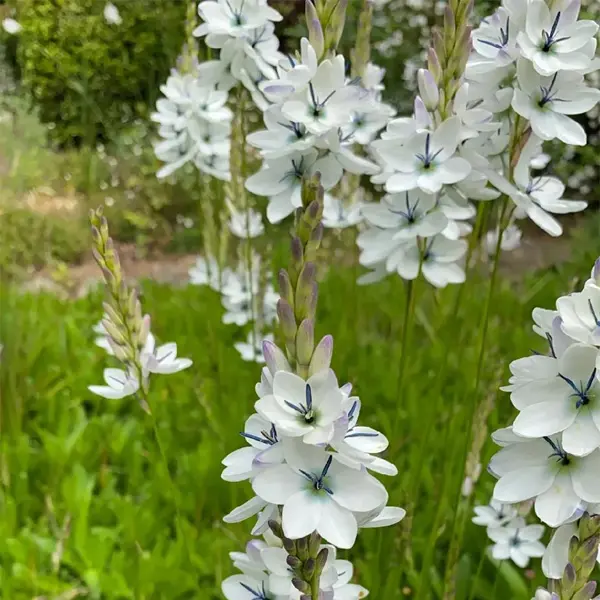 Ixia Green Eyed Lady