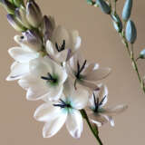 Ixia Green Eyed Lady Pkixigel - Garden Express Australia