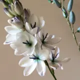 Ixia Green Eyed Lady Pkixigel - Garden Express Australia