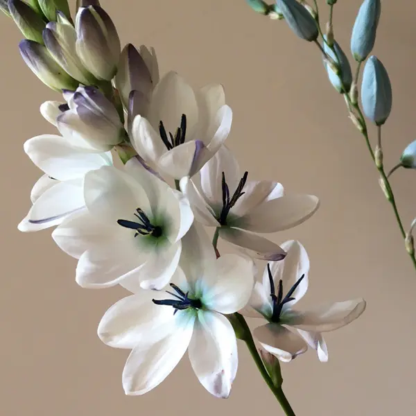 Ixia Green Eyed Lady