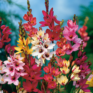 Ixia Mixed – Pre-order