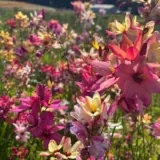 Ixia Mixed – Pre-Order Ixia Mixed – Pre-Order